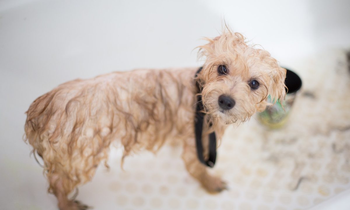 Wet toy poodle in a bathtub