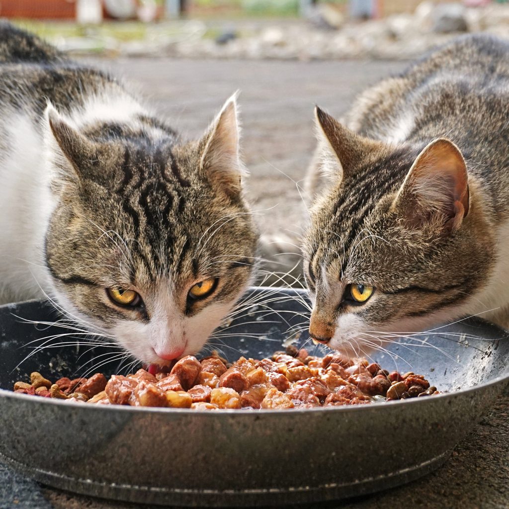 Two cats eating from a bowl