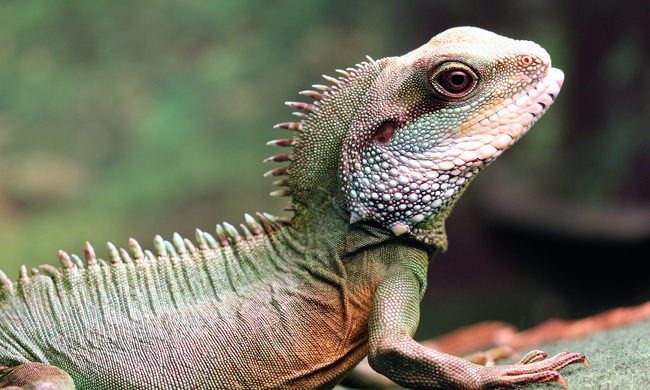 Basking Chinese water dragon