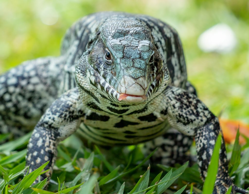 Black and white tegu walking in yard