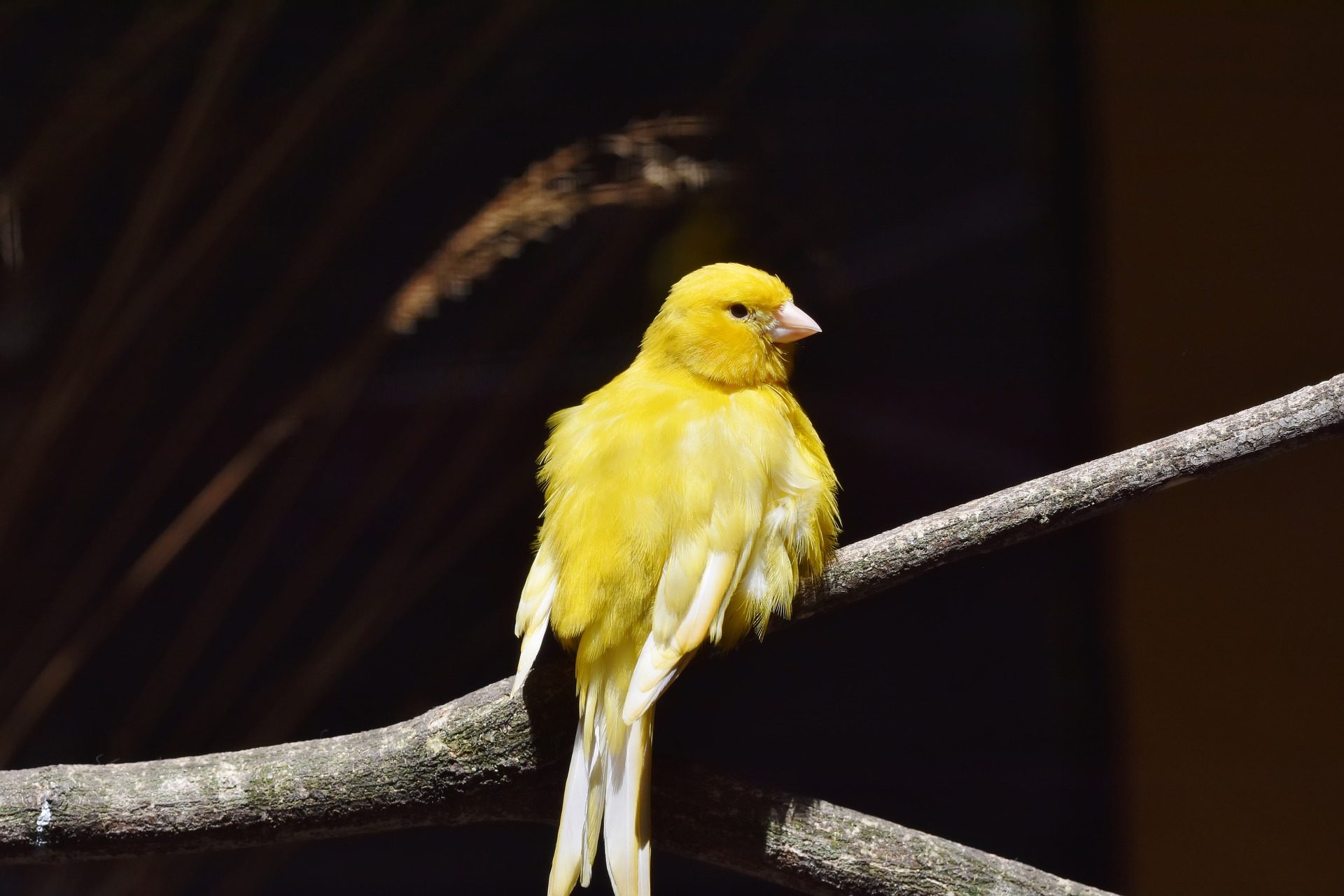 Yellow canary perched on a branch