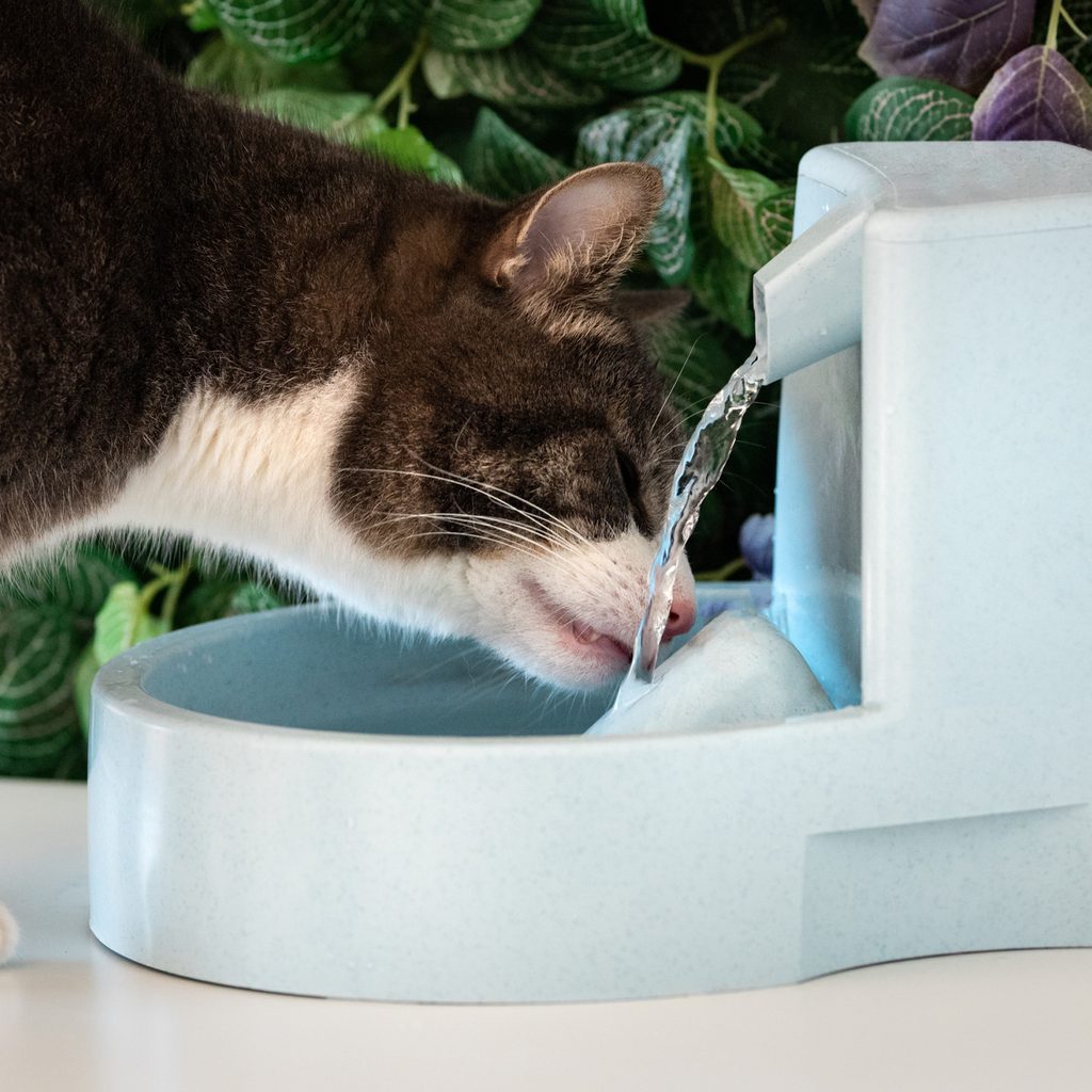 Cat drinking for a water fountain