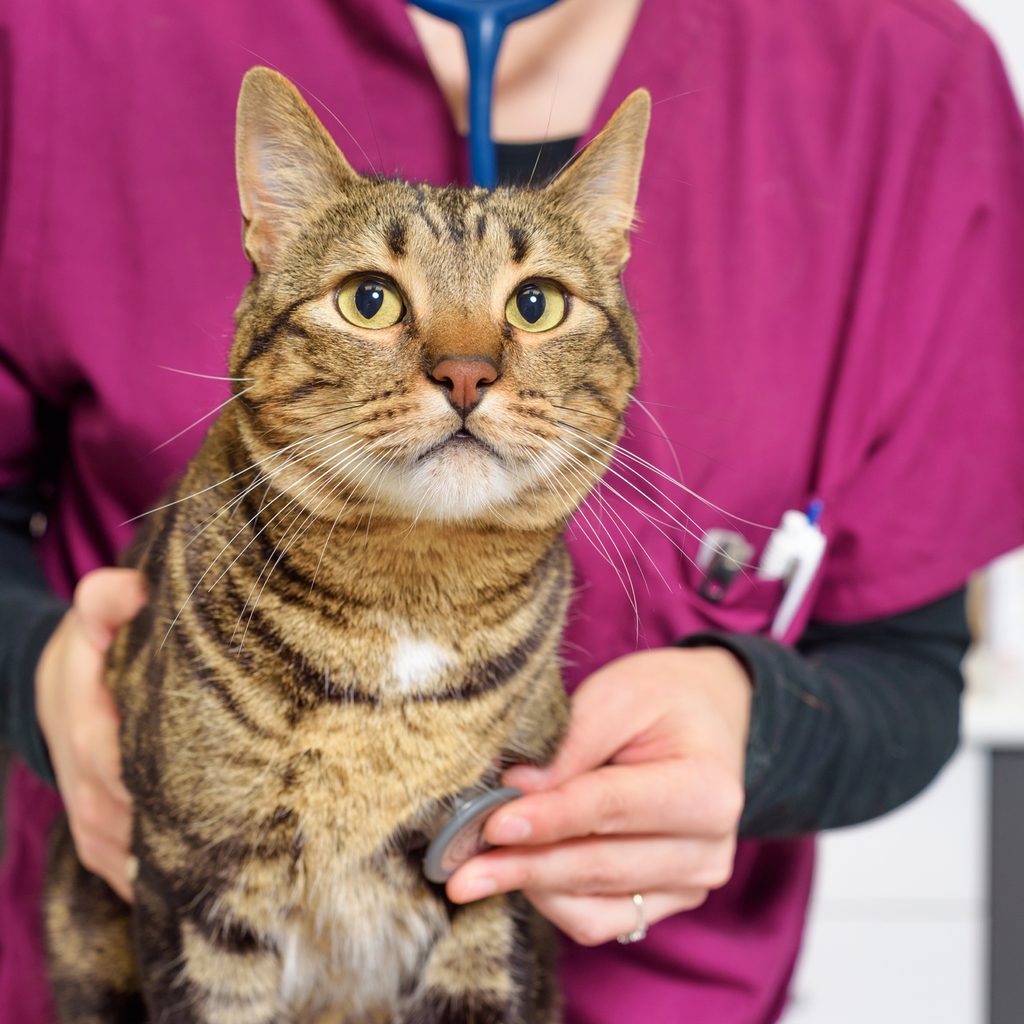 Cat getting checkup at vet