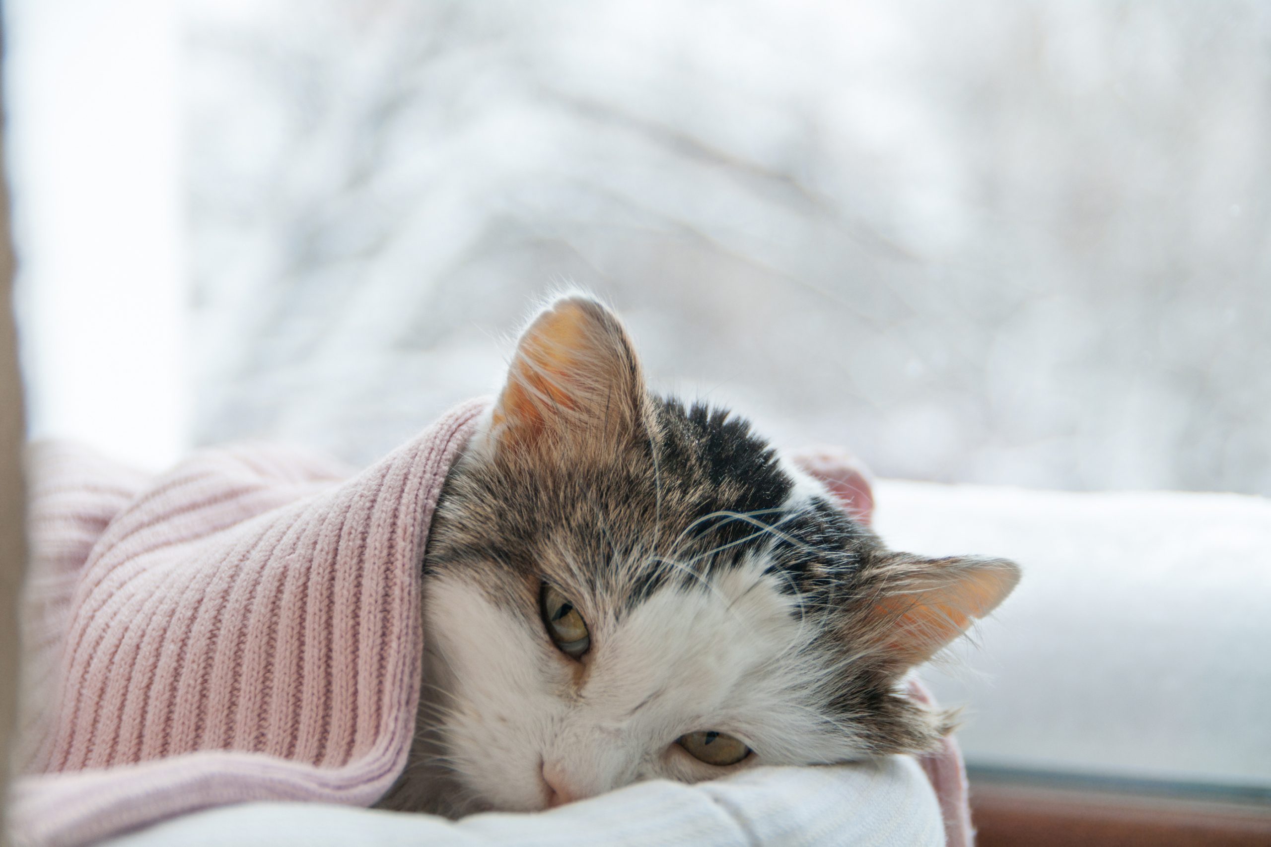 Cat laying under a blanket by a window