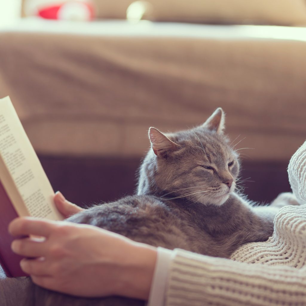 Cat sitting on someone's lap while they're reading