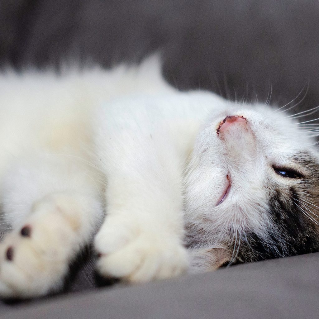 Cat sleeping with their eyes open