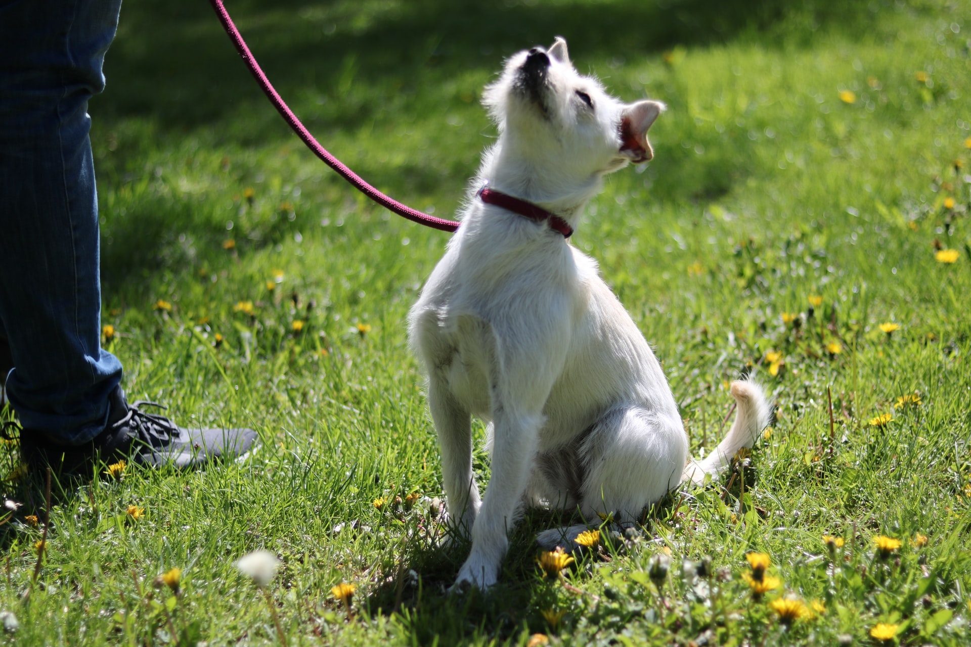 white dog on leash sitting in grass