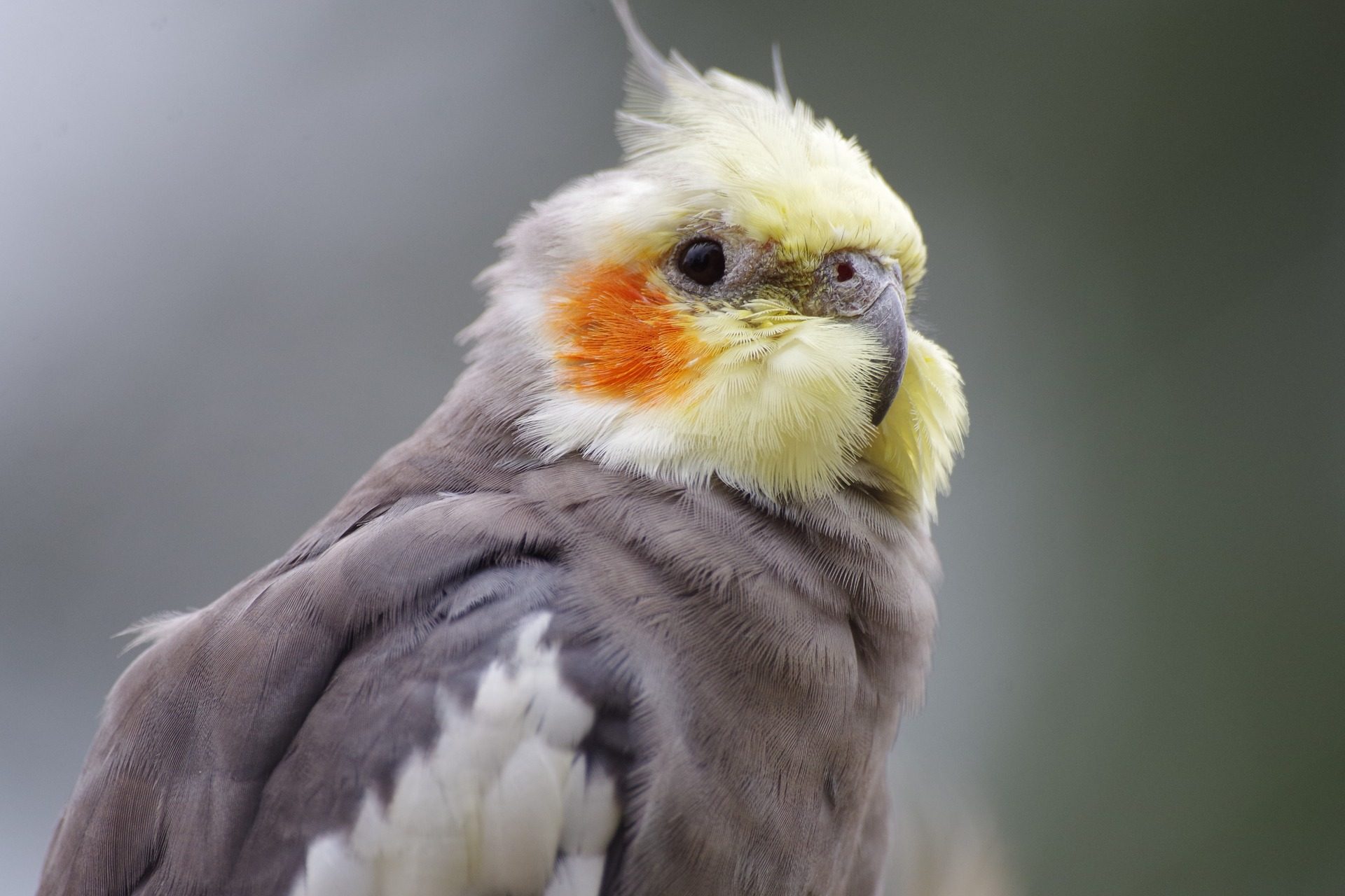 Closeup of a grey, yellow, and orange cockatiel