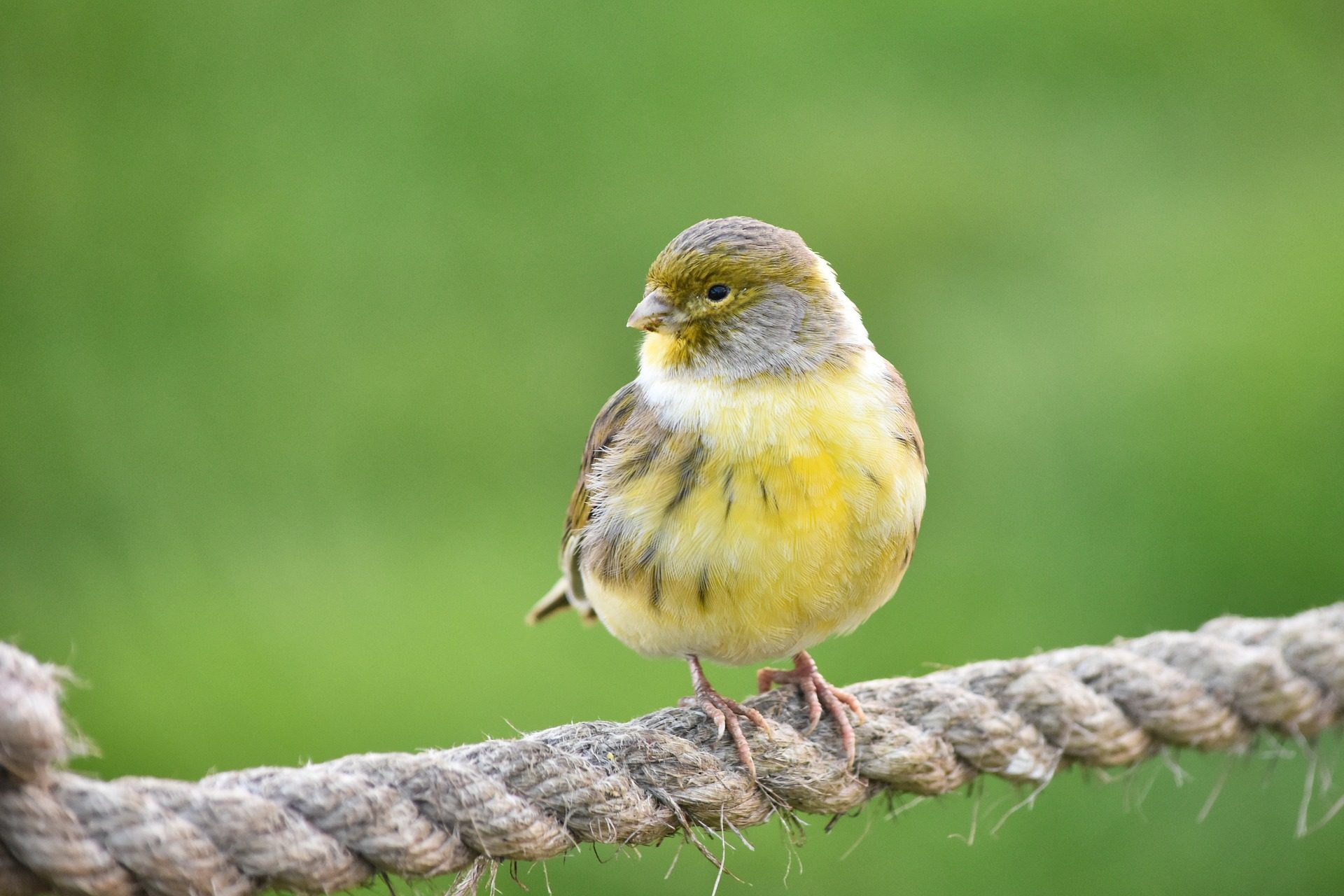 Finch perched on a rope