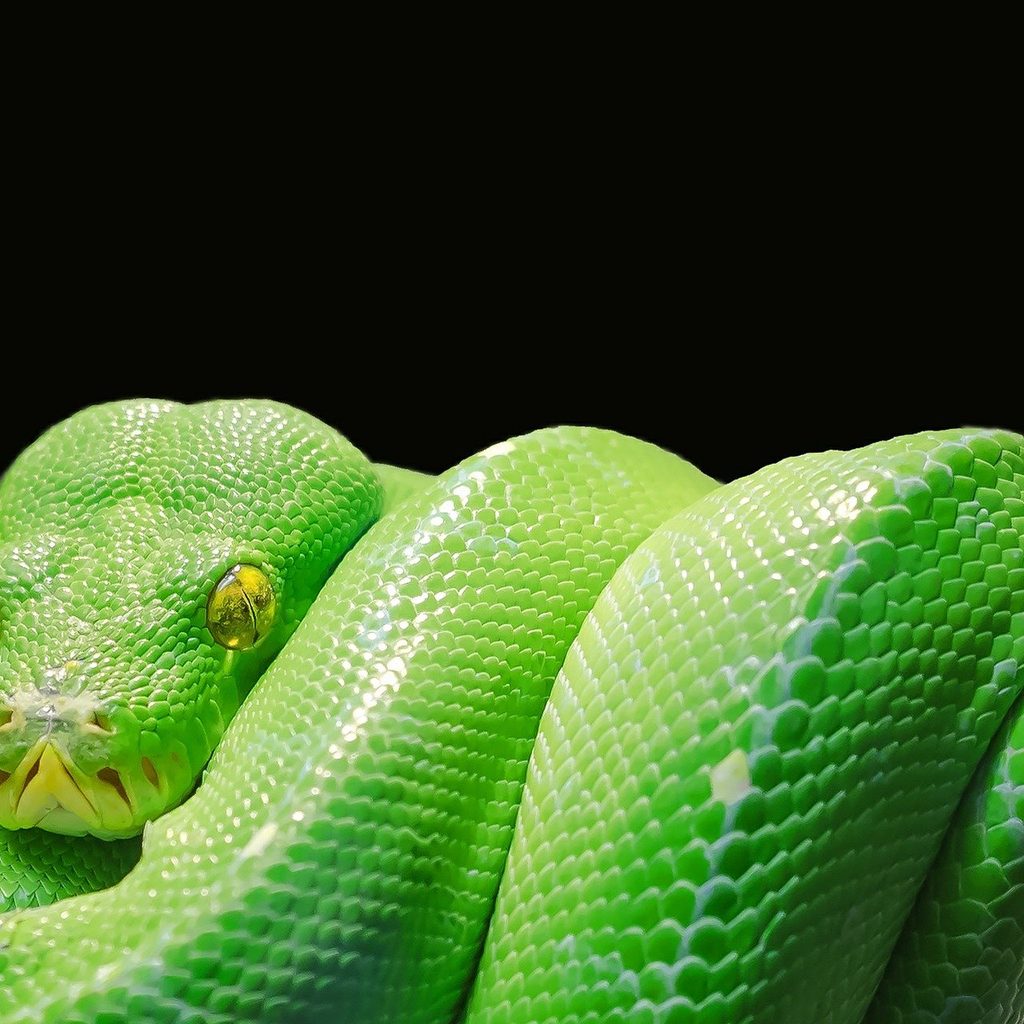 Green snake curled up over a branch