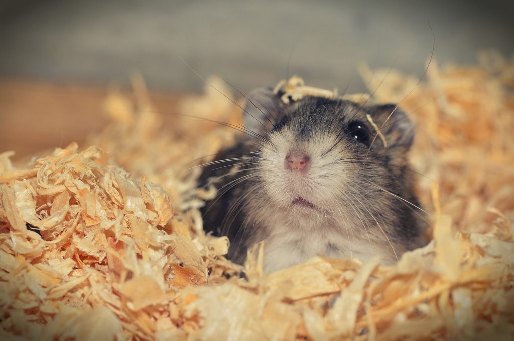 Hamster in wood shavings in cage