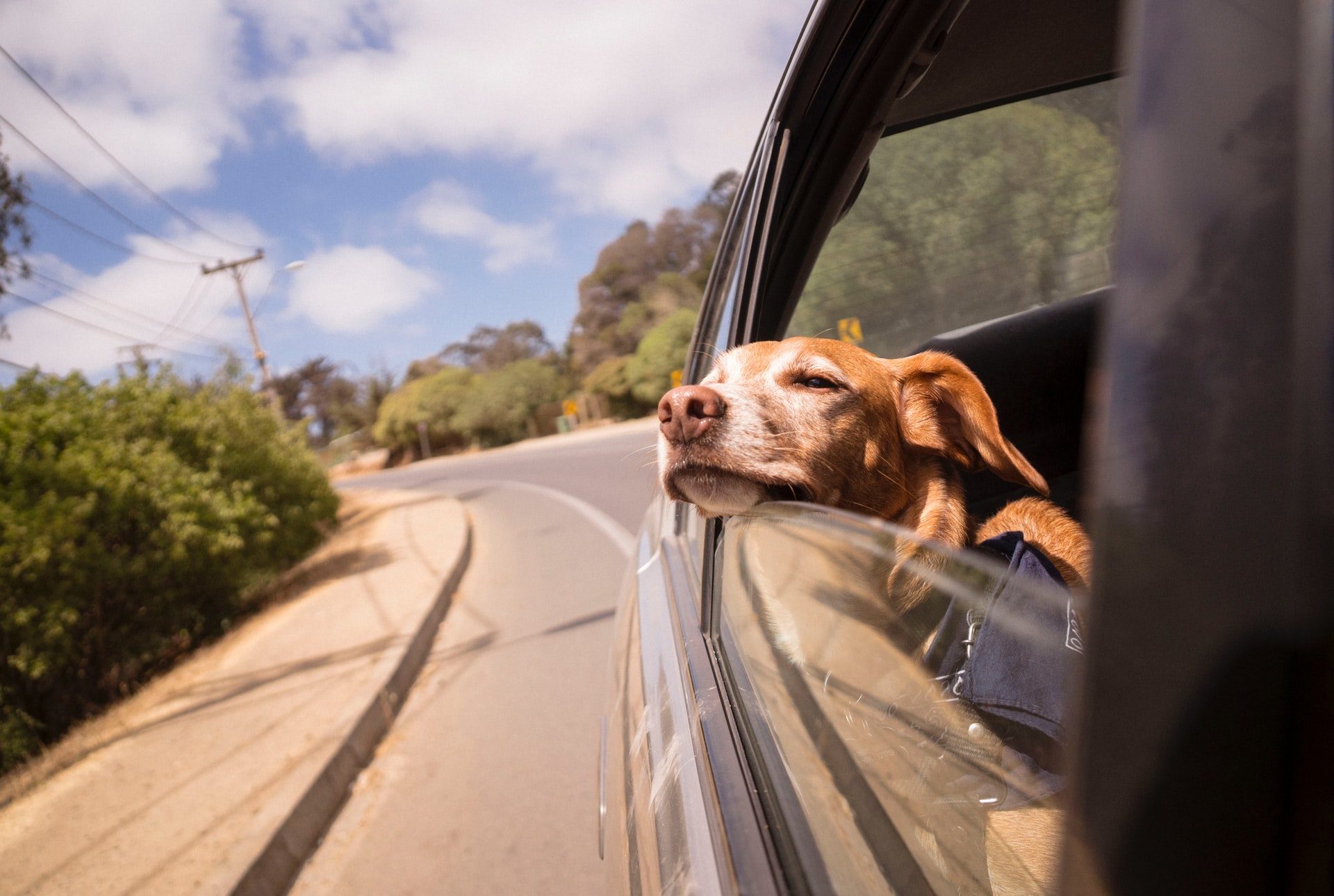 dog leaning head on car window