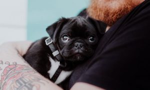 dog pain medication imports  1 of