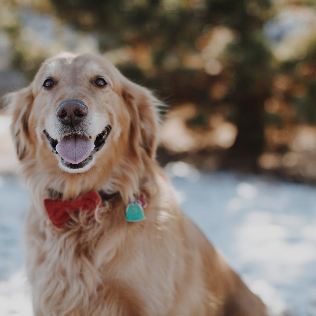 smiling golden with red collar