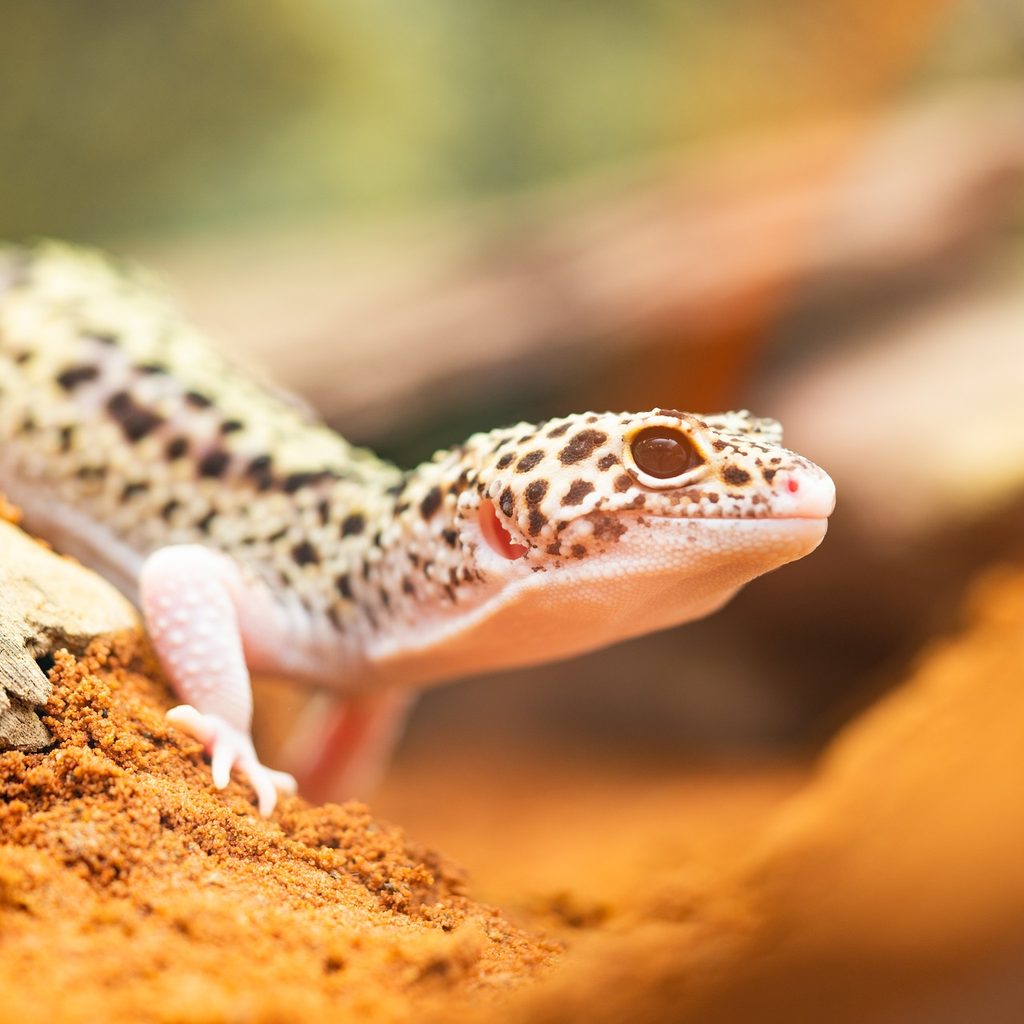 Leopard gecko crawling over a piece of wood