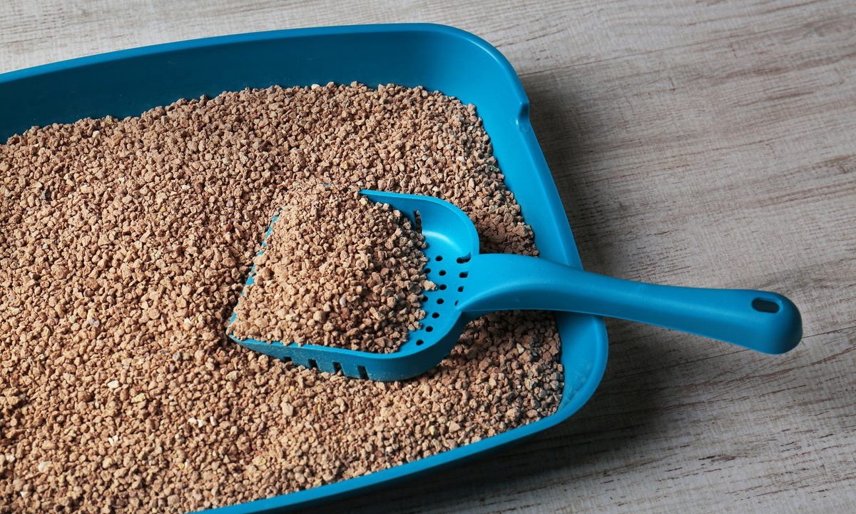 Blue litter box with scoop