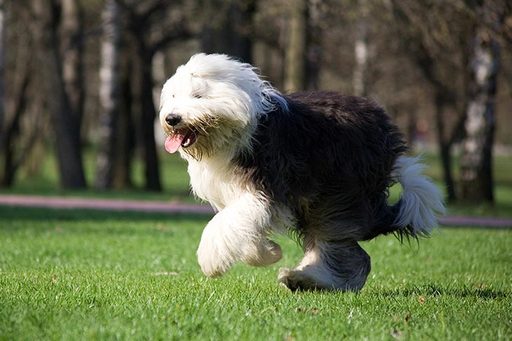 An Old English Sheepdog mid-run