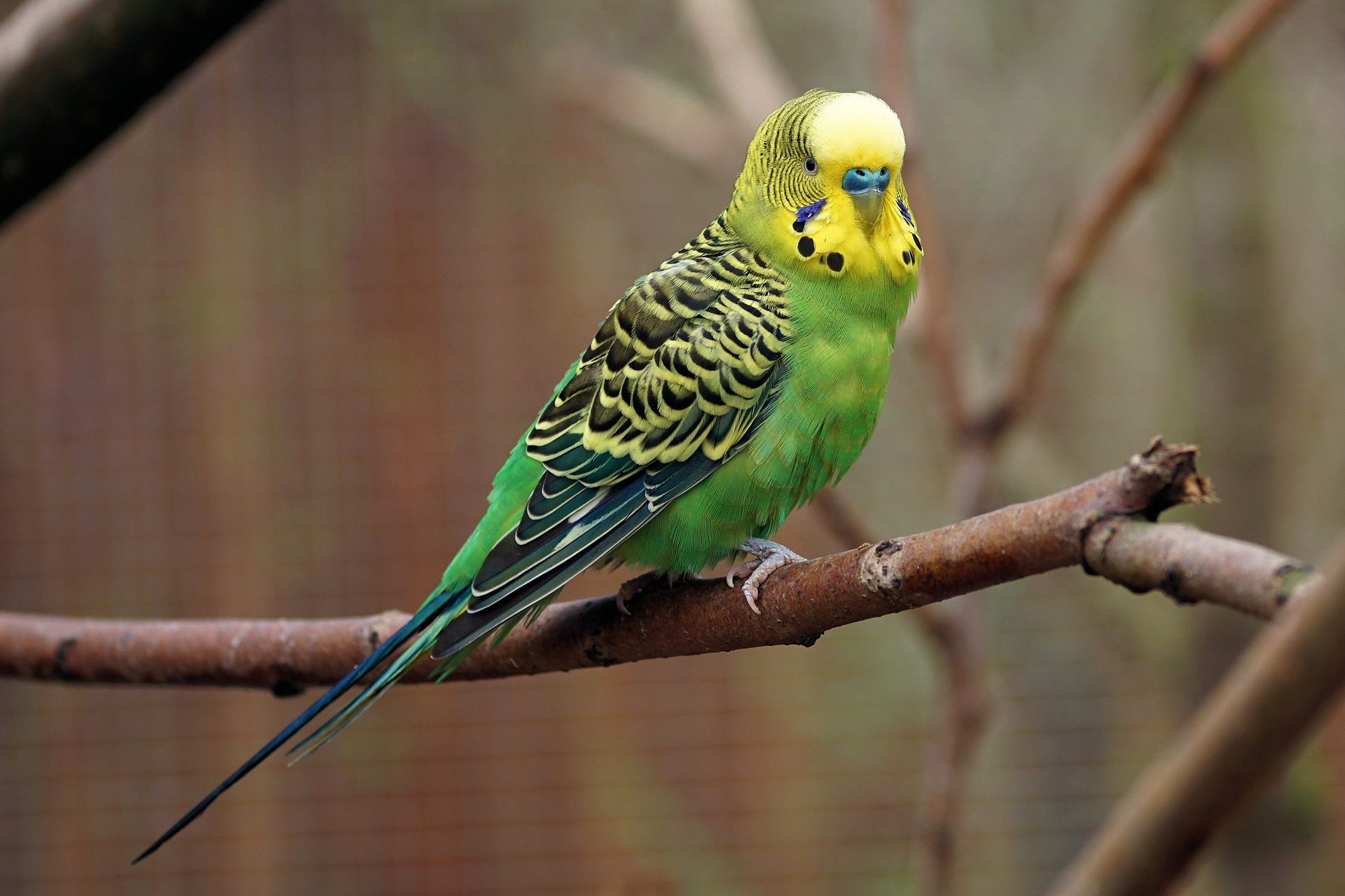 Green and yellow parakeet perched on a branch
