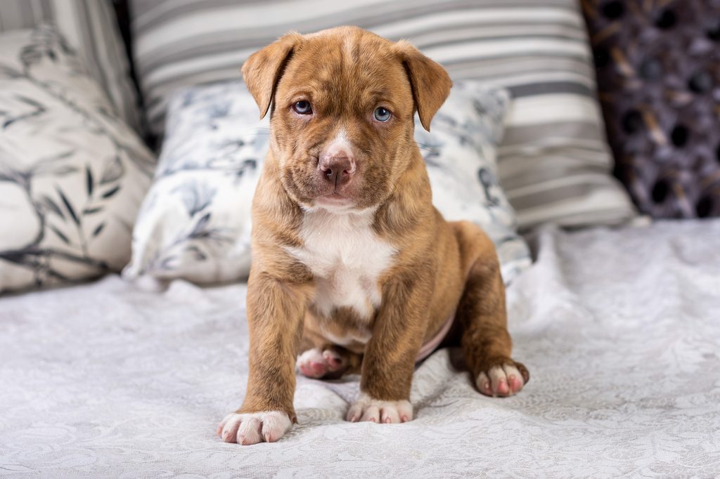 Blue-eyed Pit Bull puppy sitting on a bed