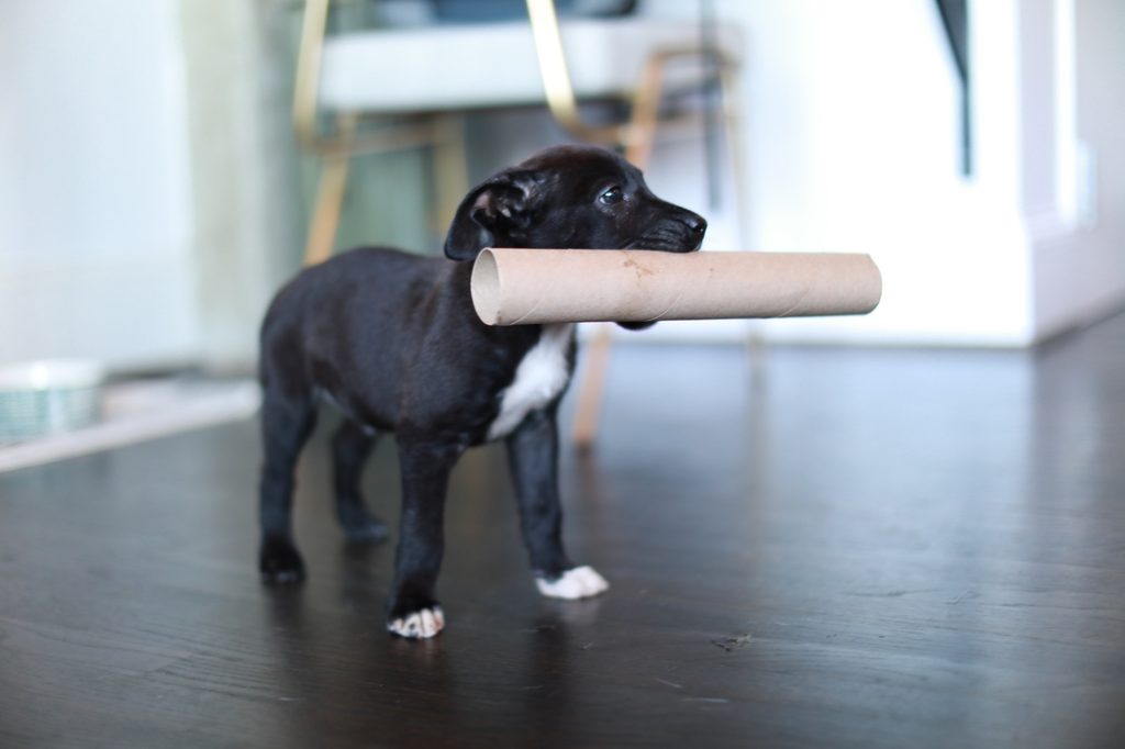 A Pit Bull puppy holding a large pipe in their mouth
