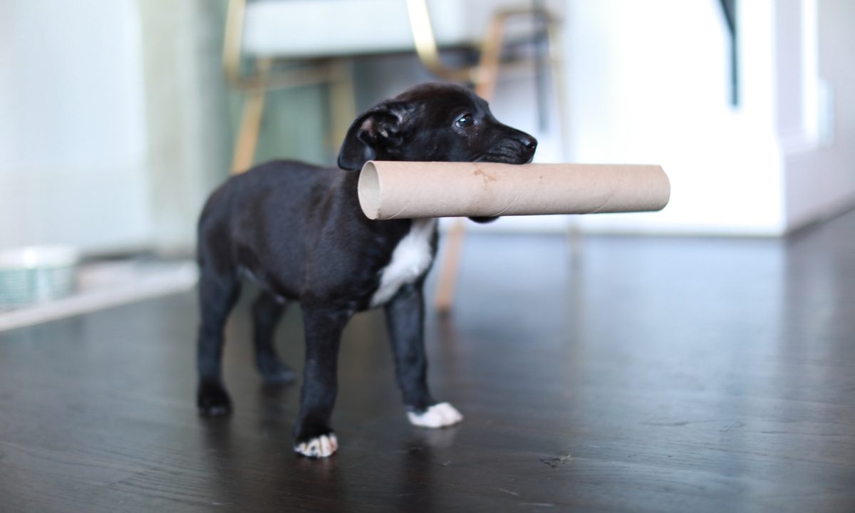 A Pit Bull puppy holding a large pipe in their mouth