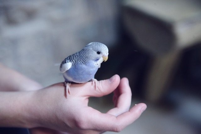 bird-resting-on-hand