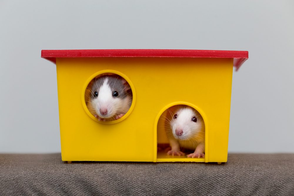 two hamsters in a yellow hide box