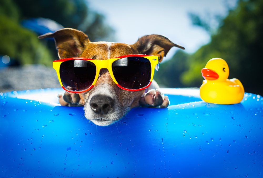 puppy in sunglasses on blue floatie