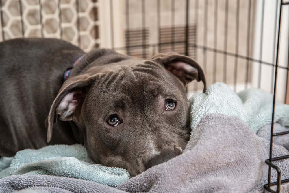 Pit bull puppy on a blanket in a crate