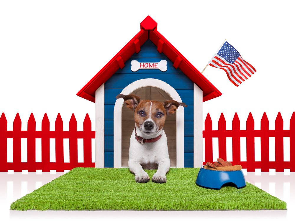 terrier in red, white and blue doghouse