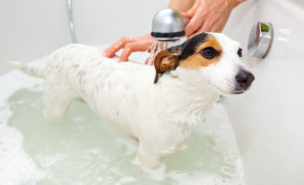 jack russell dog taking bath