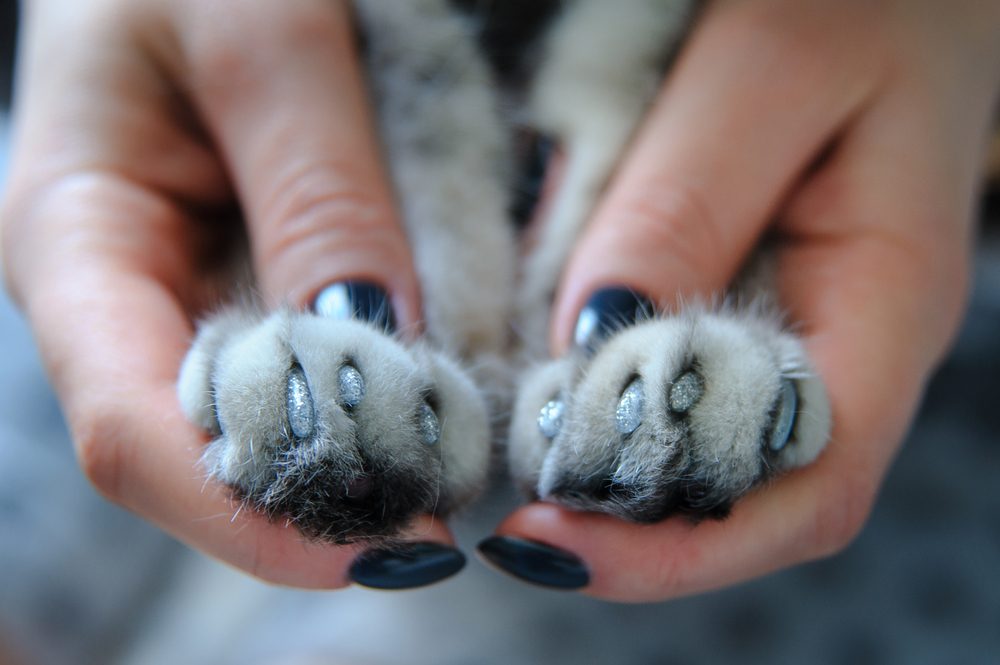 Gray cat paws and human hands