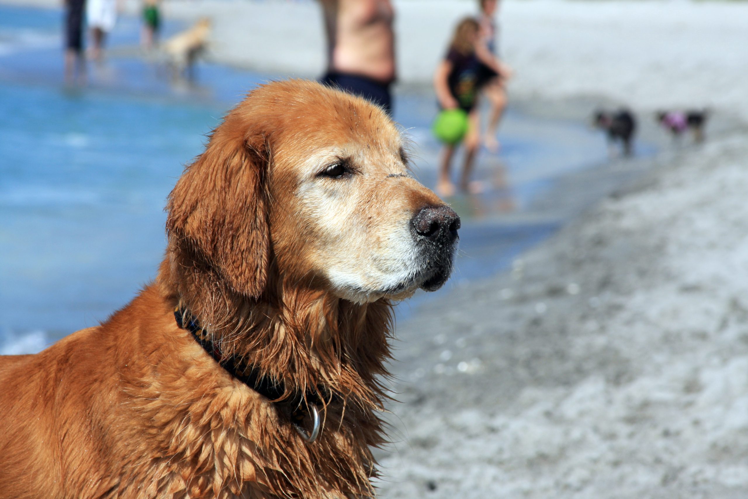 older golden retriever on the beach