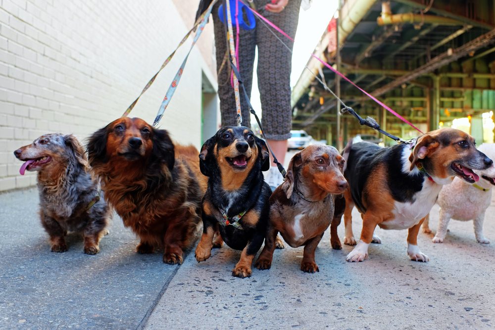 a pack of dachshunds on leashes