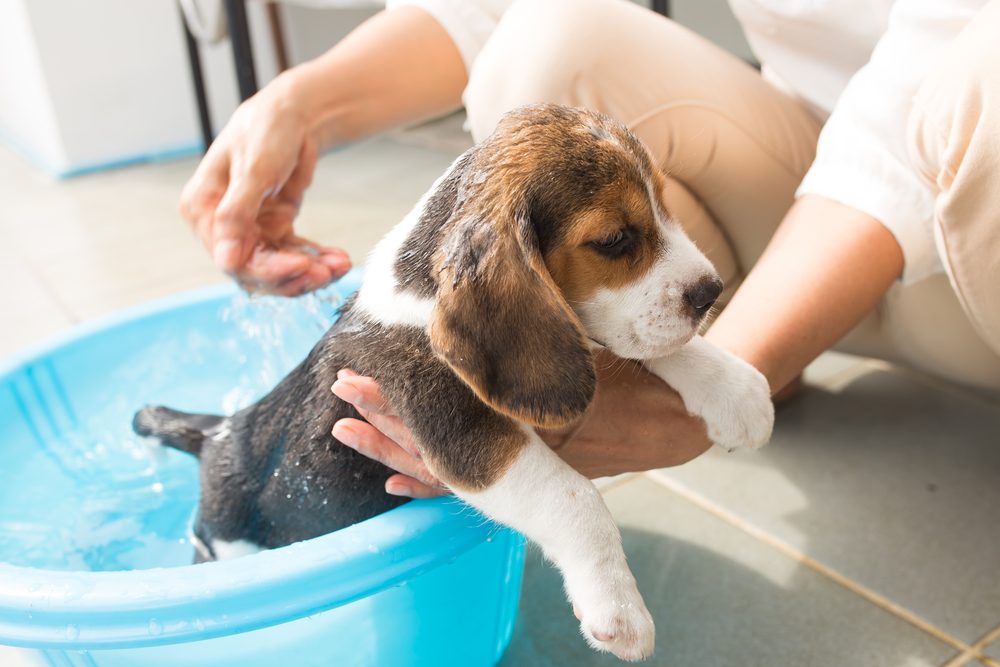 beagle puppy taking a bath