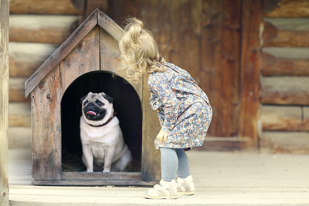 pug in wooden dog house