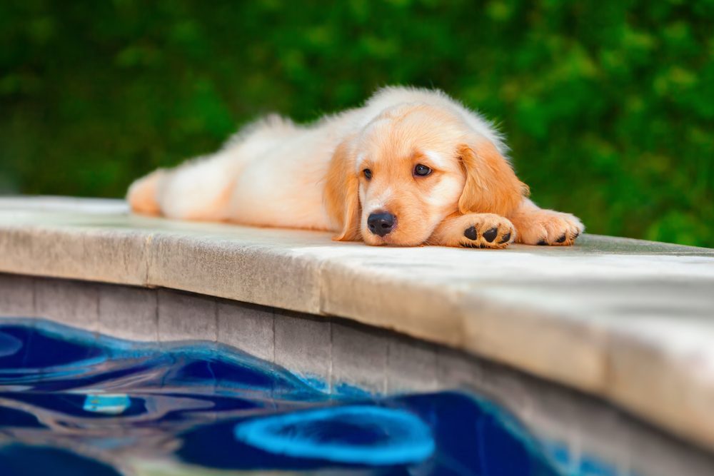 golden retriever puppy by the pool