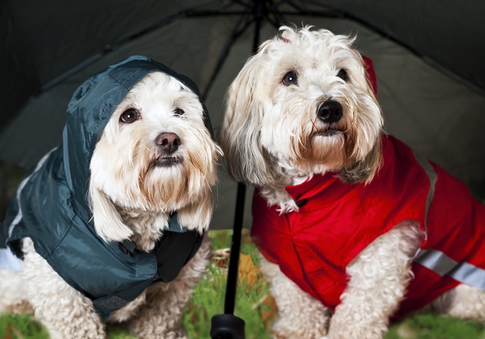 two white dogs under umbrella