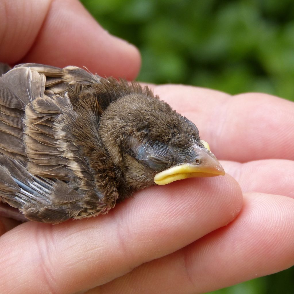 Hand holds a fledgling baby bird in their hand