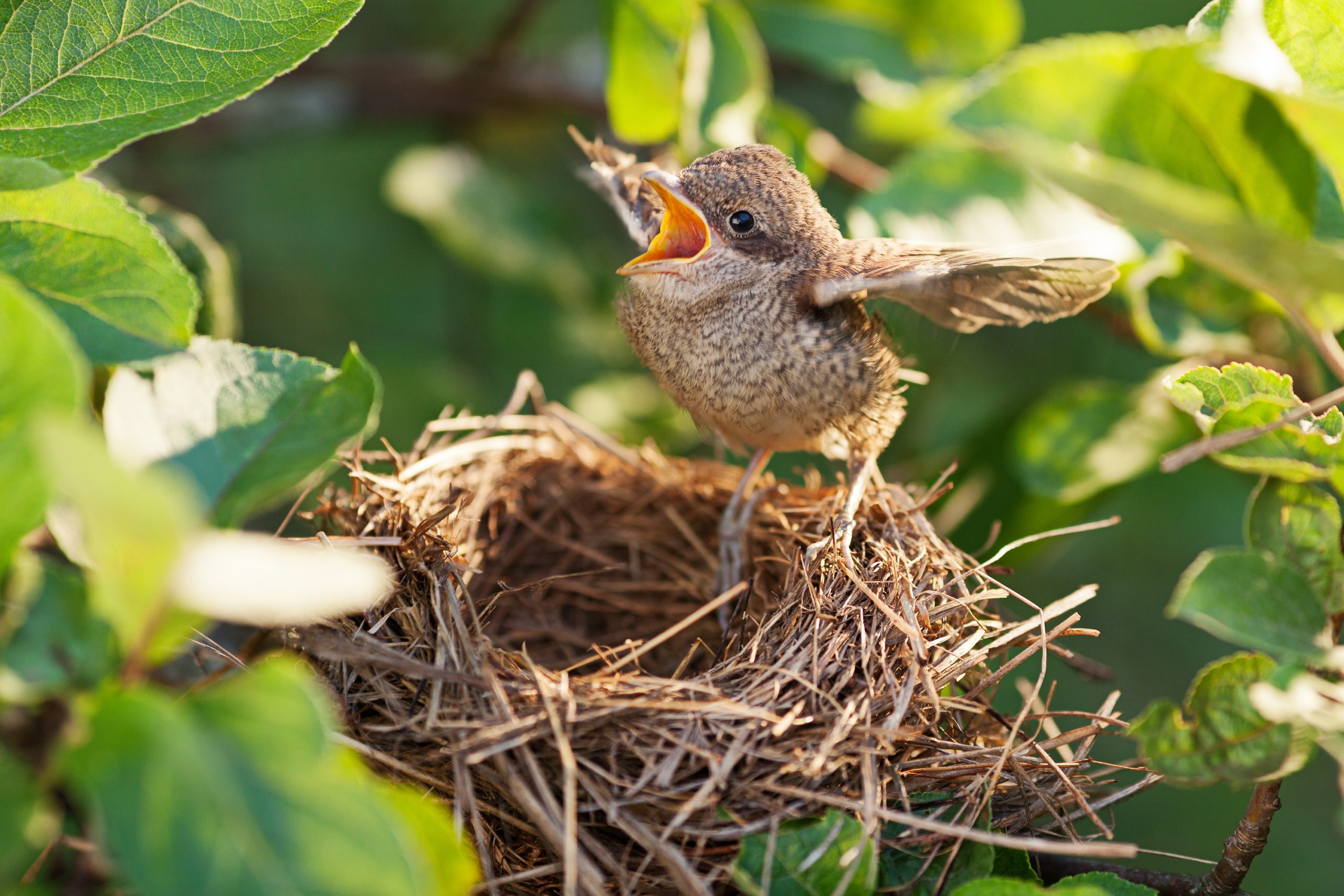 a baby bird in a nest in a tree flaps its wings and opens its mouth in anticipation of food