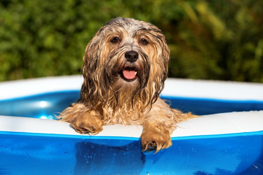 Dog peeks out of a swimming pool