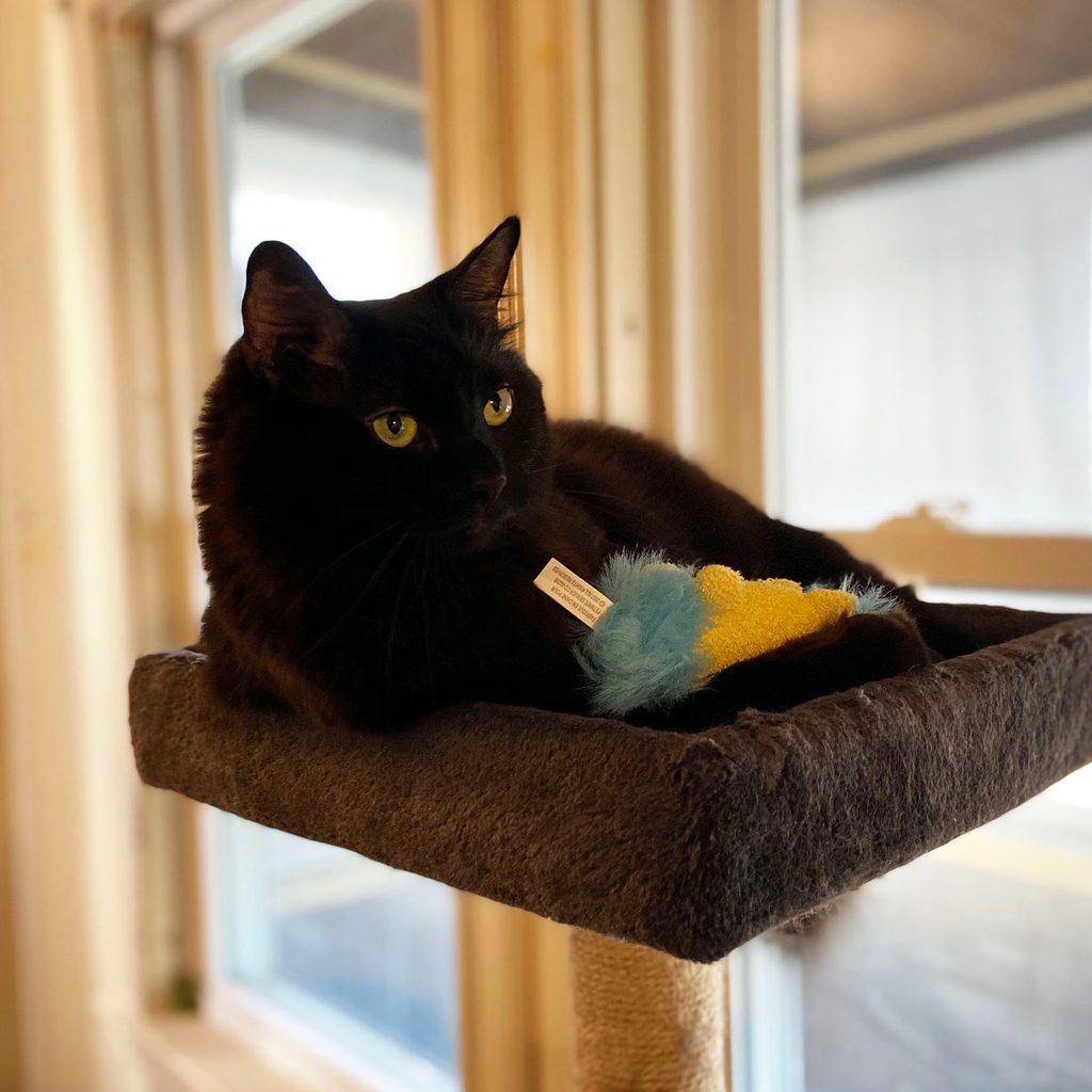 Spooky on a cat tower with the lion toy