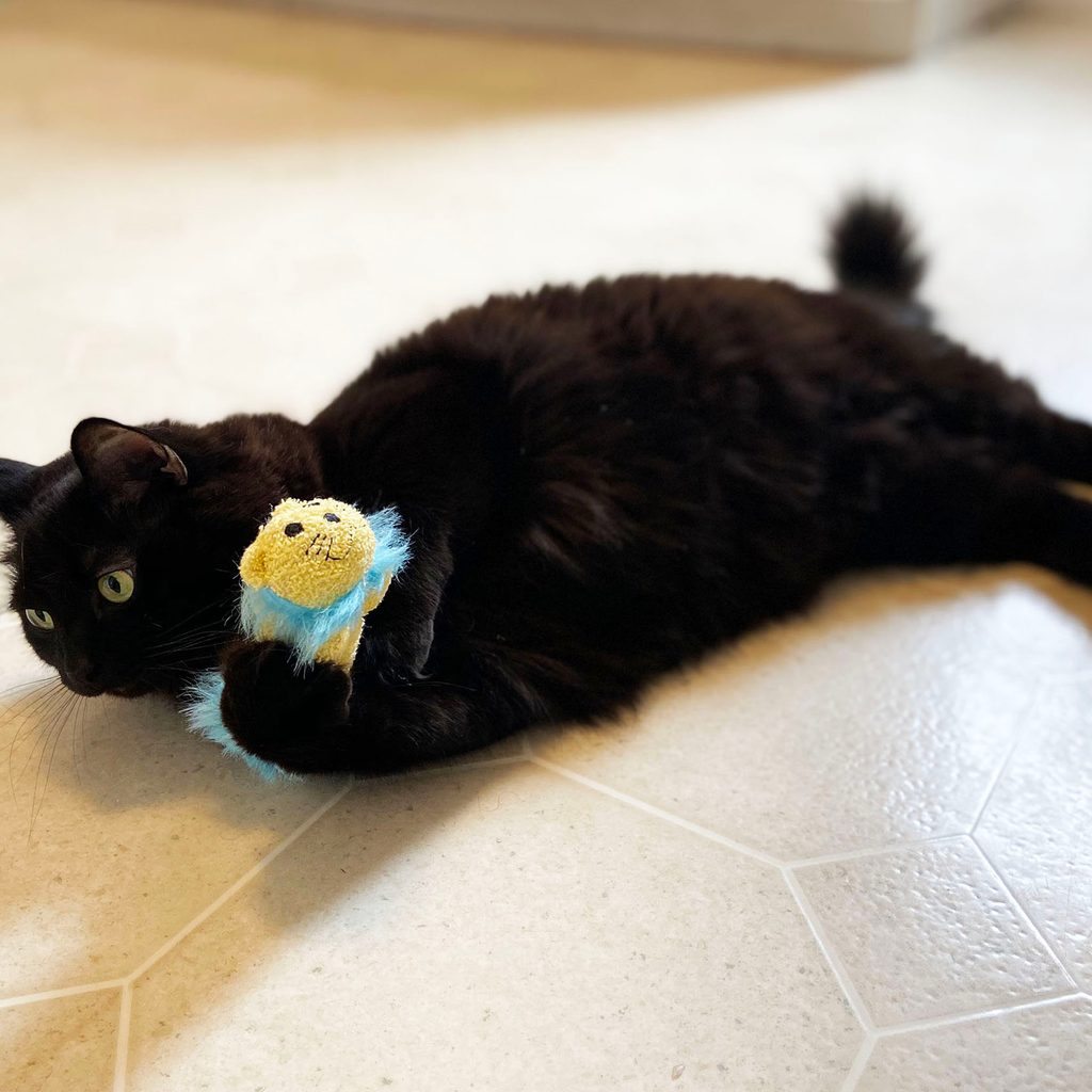 Spooky playing with the lion toy
