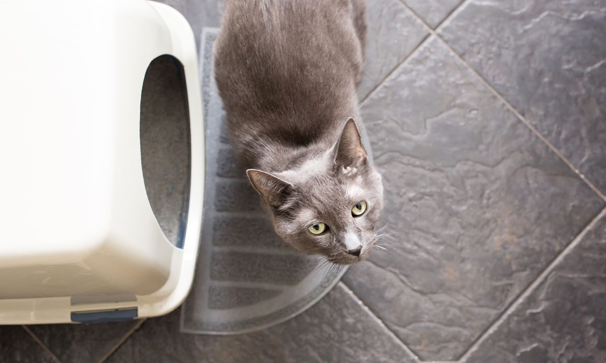 Cat near its litter box