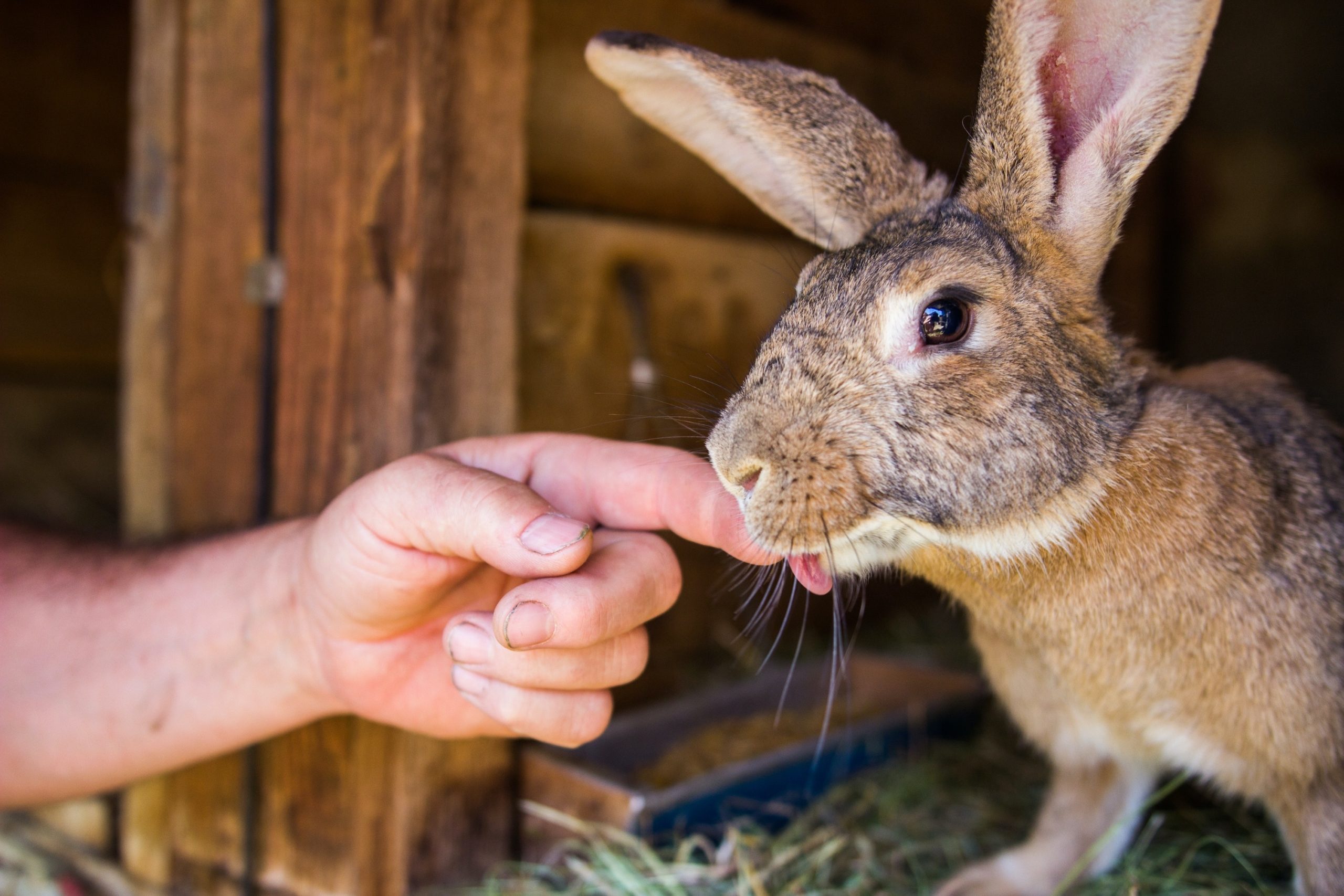 a brown rabbit licks a person's finger as they hold out their hand