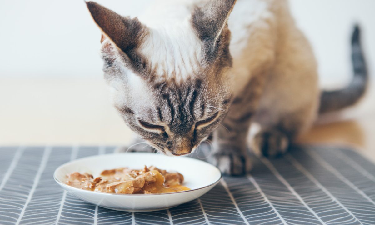 Siamese cat eating wet food out of a dish