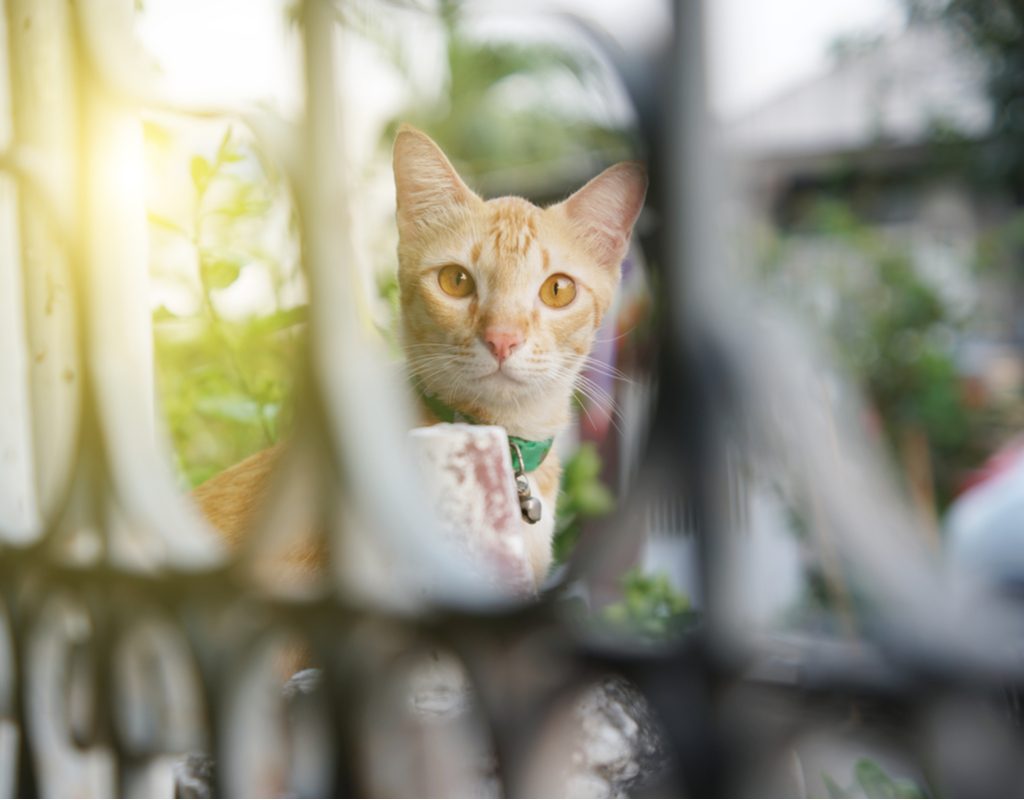 Orange cat looking through the holes of a gate
