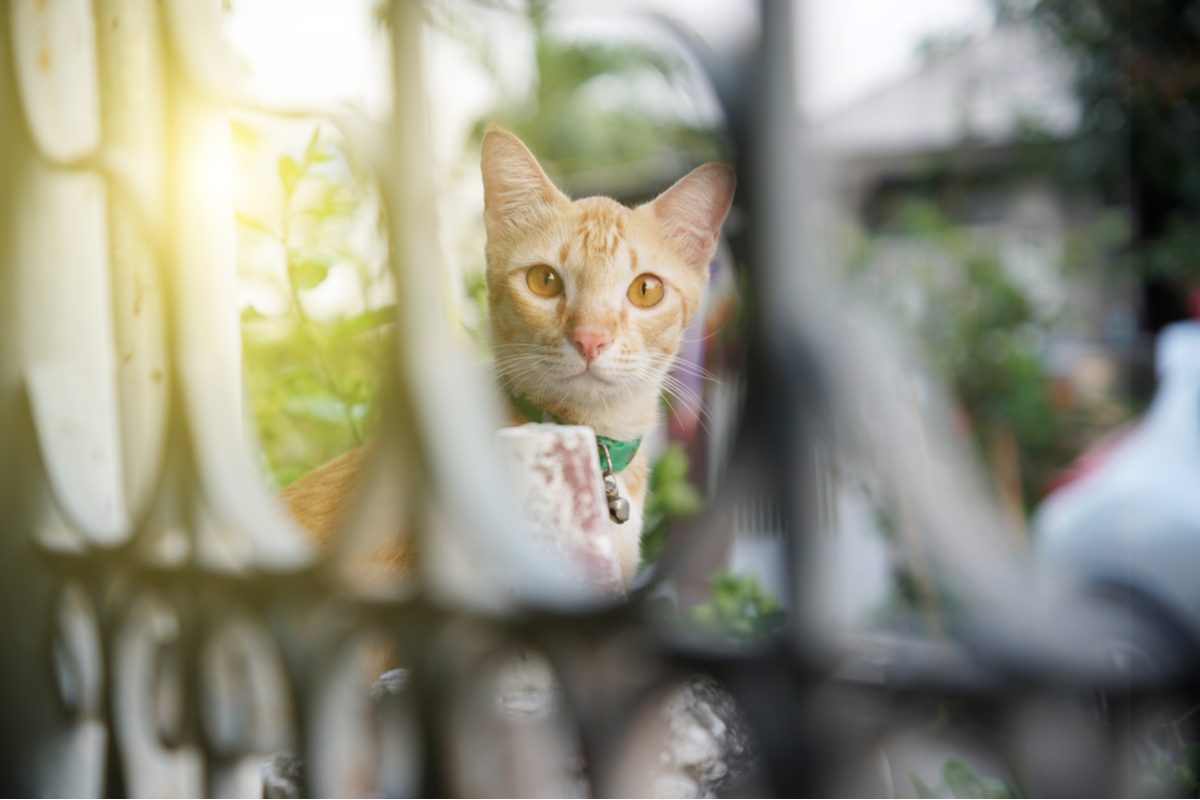 Orange cat looking through the holes of a gate