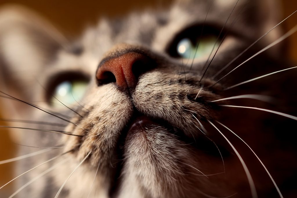 Closeup of a cat's mouth and whiskers