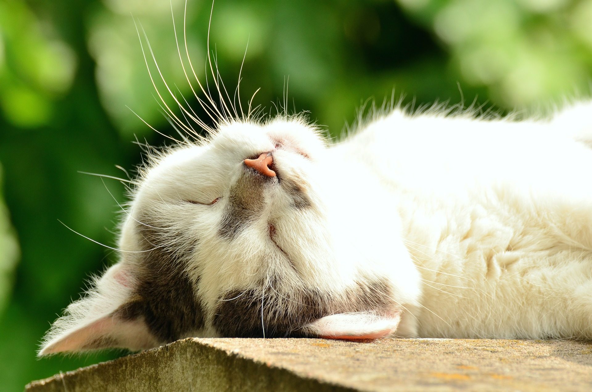 Gray and white cat sleeping in the sun on its back
